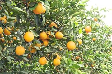 台東最容易遺忘水果  黃澄澄「香丁」味甜水分飽滿