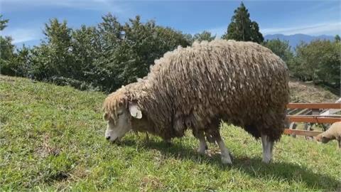 三級警戒清境綿羊吃出「雙下巴」　微解封前農場趕忙收心操