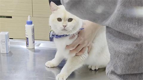 又是詐騙！基隆獸醫「幫毛孩拉票」遭盜帳　　點連結投票就中招