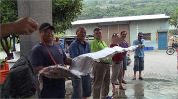 被震出來？台東漁民一次捕獲「一打」地震魚