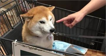 「不可以色色」迷因柴犬離世　網淚：與肌肉柴、小廢柴相聚了
