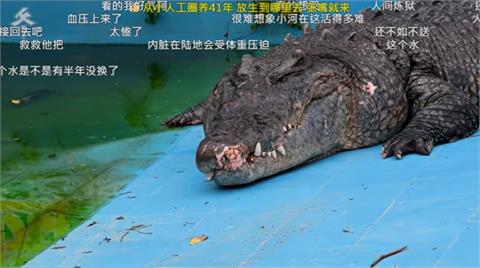 台灣鱷魚王「小河」送廈門快被養死　中國網友羞憤：還回去吧！