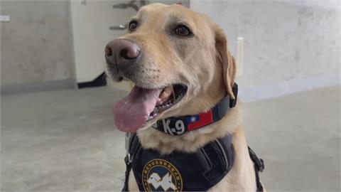 警犬、搜救犬成最萌生力軍！　新警犬「大福」報到萌翻網友