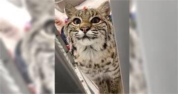 大雪中救「流浪貓」！女餵食後PO網尋主　動物專家揭真實身分