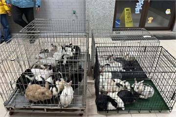 新竹狠心飼主寒冬棄養46隻兔子　1隻遭凍死