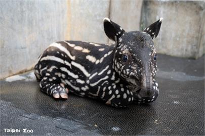 快新聞／台北動物園馬來貘寶寶滿月「名字出爐」！　園方親曝背後寓意