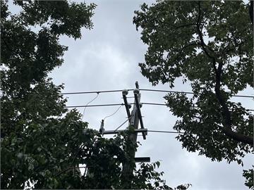 快新聞／新北樹林電線上樹枝未移除？　台電：已於6日處理完成