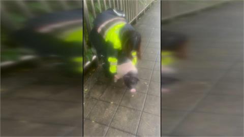 豬豬逛淡水大街!2隻麝香豬閒晃 險遭騎士撞上"一隻在逃"
