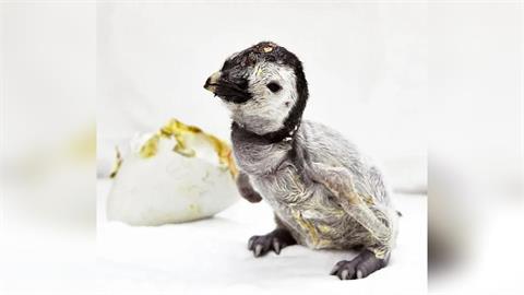 喜迎新生命!日帝王企鵝寶寶亮相 防「印痕行為」飼養員戴面具、手套