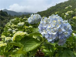 初夏郊遊賞花去！歡迎民眾到北投湖田賞繡球花