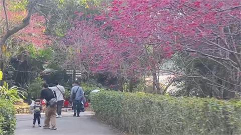 苗栗花海美! 銅鑼炮仗花盛放 三義遊客漫步櫻花林
