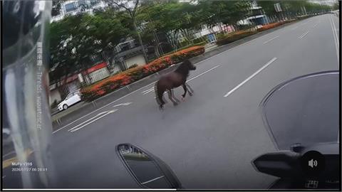 北市現「迷你馬」內側車道狂奔　逃家慣犯！第三次出逃、　飼主挨罰