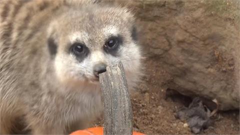 捷克布拉格動物園端南瓜大餐　和動物一起歡度萬聖節