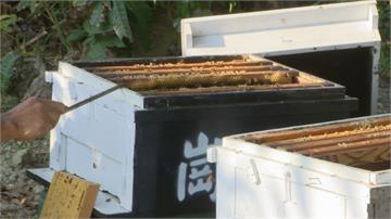 哭了！5萬隻蜜蜂一夜消失 絲瓜農被逮稱「要協助授粉」