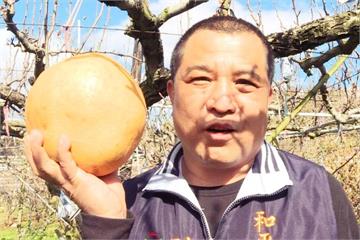 梨山雪梨人頭般大 「梨王」一顆重四台斤