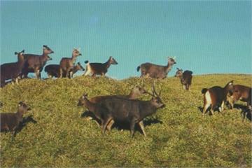 台灣鹿科動物保育有成 反成森林「隱形殺手」