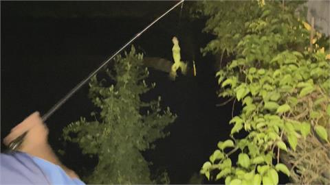 屏東縣府積極抓捕　綠鬣蜥大量出沒屏東市區　嚇壞目睹民眾