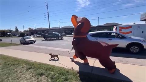 大臘腸狗遛小臘腸狗 加拿大男穿氣球裝逗樂路人