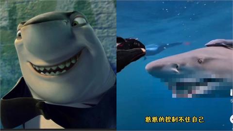 超鯊氣！胖鯊魚感謝潛水員投餵　攜家帶眷「露齒燦笑」討摸摸影片曝光