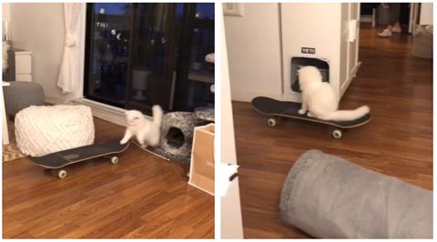 白貓第1次上滑板霸氣穿越客廳　8秒影片曝780萬人全呆：成精了