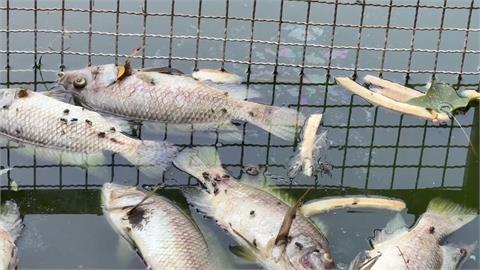 高溫缺氧！羅東水池魚群翻肚暴斃 蒼蠅亂飛、惡臭難聞 居民受不了