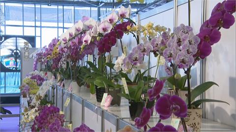 我輸美蝴蝶蘭被檢出「雜草」　逾20櫃遭退貨　衝擊花農生計