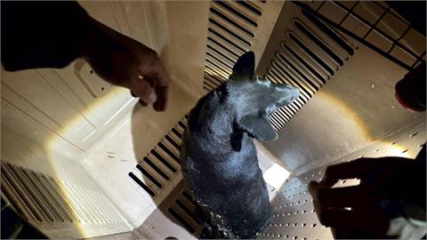 高科技成流浪狗救星！多日找不到受困犬　動保處出動1設備神救援