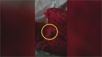 果肉裡有白蟲蠕動！ 火龍果沒套袋招來果蠅