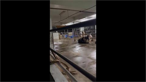 泰山屠宰場偷排廢水"未停工"?  環保局:抗命就法辦