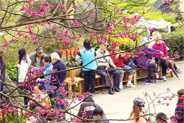 陽明山花季首週末 雨歇偏涼人潮多