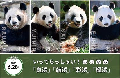 不捨！日本和歌山動物園　４隻貓熊６／２８返還中國