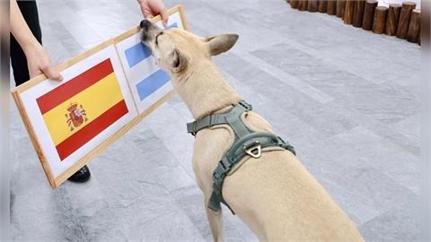 快新聞／世足冠軍賽將來臨！蔡英文愛犬「鳳梨妹」押寶這隊　笑喊一句萌翻全網