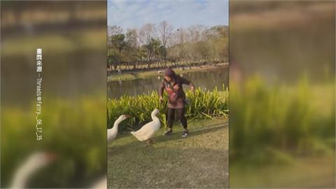 注意！奇美博物館大白鵝成群結隊　遊客想拍照反被追著跑