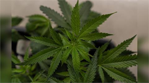 快新聞／砸7.5萬比特幣進口100顆種子「種大麻」　男辯「自用」下場曝