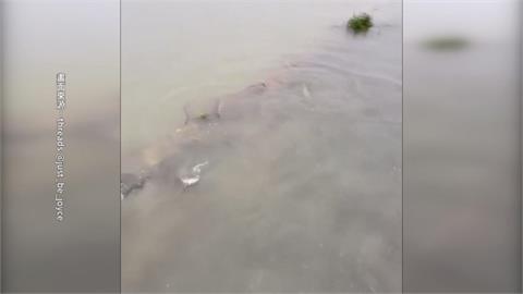 高雄暴雨！茄萣上百尾鰻魚漫出路面　獼猴爬12樓陽台躲雨