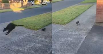 袋鼠媽媽驚慌逃生「掉出寶寶」　路人1舉動救了牠！結局超暖心