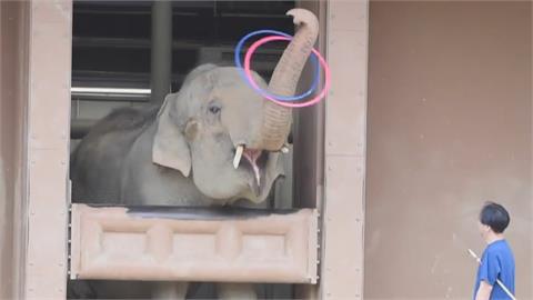日本東山動物園大象受遊客歡迎　51歲母亞洲象「會幫飼養員整理水管」