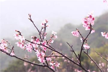 陽明山花季開跑 各路段交通管制總整理