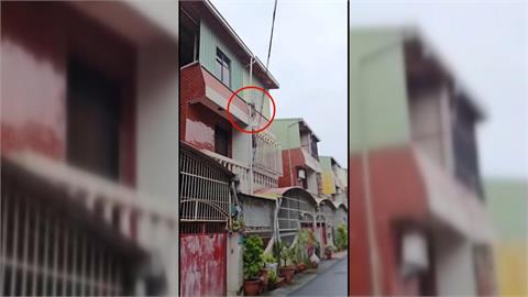 抓不到！獼猴出沒台南住宅區　一見麻醉槍就開溜