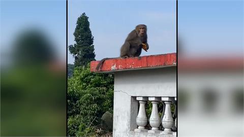 猴子下山覓食 入侵山區民宅