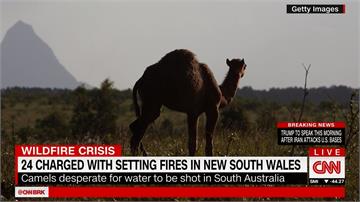 嫌駱駝「喝太多水」 澳洲政府下令射殺1萬頭