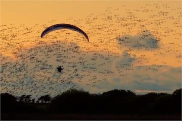 飛行高手「想成為鳥」 挑戰與百萬鳥共舞