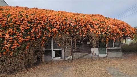 雲林麥寮炮仗花開　建築開滿花「染橘」超壯觀