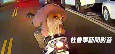 危險！機車騎士載柴犬"兜風"　竟放後座無防護固定