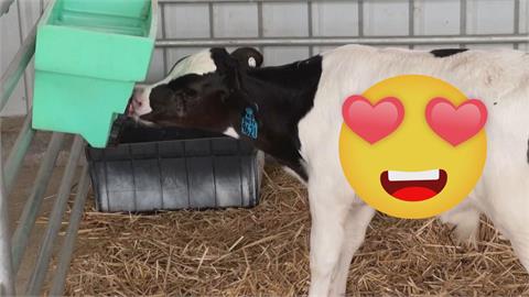 無奇不有！澳洲農場驚見自帶笑臉「快樂牛」　老闆娘見照片臉綠：誰畫的