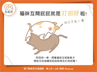 【喵喵行為學】矮額～貓咪打招呼居然是互聞屁屁！