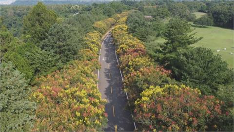 秋季限定！南投「銀杏森林」漸轉黃　黃花紅果交錯！　暨大欒樹美如畫