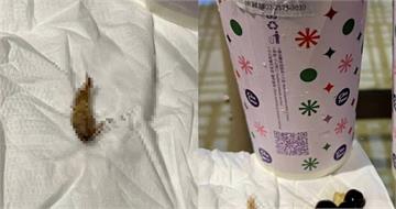超噁!消費者喝珍奶「吸出一隻蟑螂」狂嘔吐 日出茶太認了急消毒