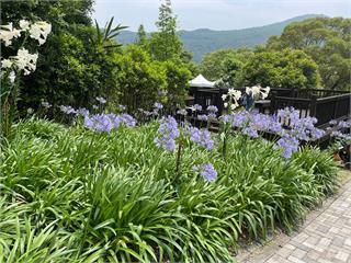 2025年台北山區哪裡玩？8個浪漫花海景觀推薦