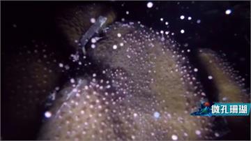 海底也有流星雨？ 東沙島珊瑚產卵超壯觀